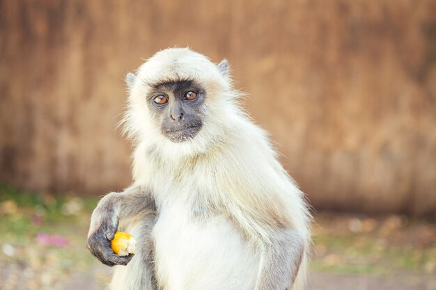 albino monkeys