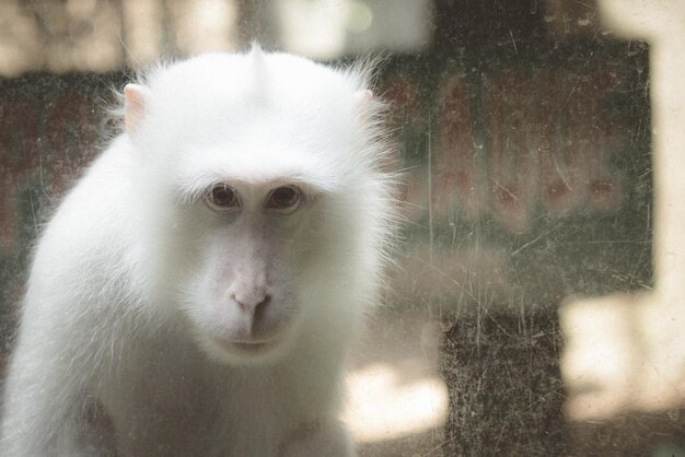 What is albino monkeys