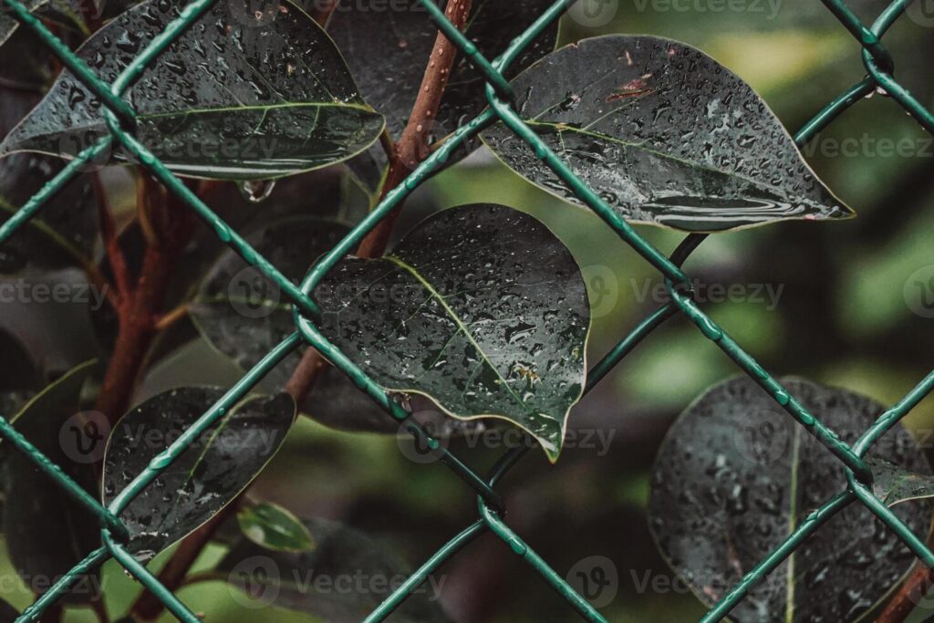 black chain link fence